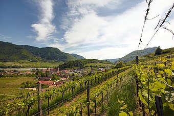 Ausblick vom Weinberg auf die Donau © Hans Ringhofer