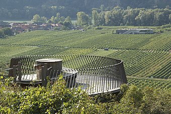 Weinbergschnecke Dürnstein © Anna Lun