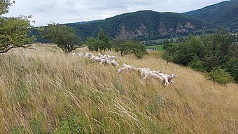 Schafe am Höhereck ©Franz Reiterlechner
