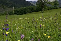 Preserving the diversity of plants and animals © Dieter Manhart