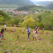 Die Freiwilligen beim Welterbecamp 2018 © Welterbegemeinden Wachau/Hannes Seehofer